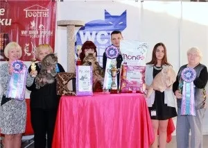 Forest boss, розплідник кішок породи мейн кун (мейн) Forest boss, розплідник кішок породи мейн кун