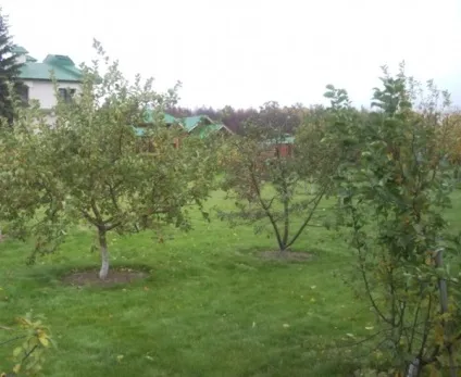 Фруктовий сад (35 фото) відео-інструкція по вирощуванню своїми руками, особливо посадки (посадки) Фруктовий сад (35 фото) відео-інструкція по вирощуванню своїми руками, особливо посадки