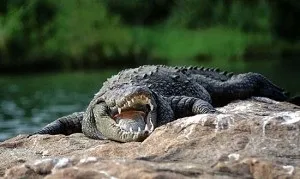 Де водяться і живуть крокодили в дикій природі (мешкають) Де водяться і живуть крокодили в дикій природі