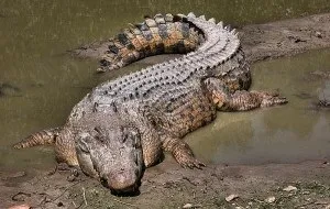 Де водяться і живуть крокодили в дикій природі (крокодили) Де водяться і живуть крокодили в дикій природі