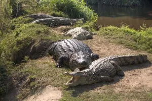 Де водяться і живуть крокодили в дикій природі (водяться) Де водяться і живуть крокодили в дикій природі