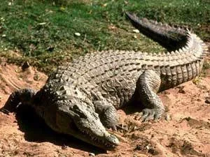 Де водяться і живуть крокодили в дикій природі (крокодили) Де водяться і живуть крокодили в дикій природі
