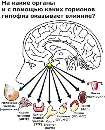 Гіпофункція передньої долі гіпофіза що це таке, до чого призводить