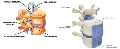 Гіпертрофія жовтих зв'язок хребта (хребта) Гіпертрофія жовтих зв'язок хребта