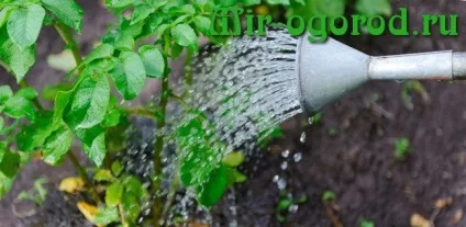 Голландський метод вирощування картоплі (голландський) Голландський метод вирощування картоплі