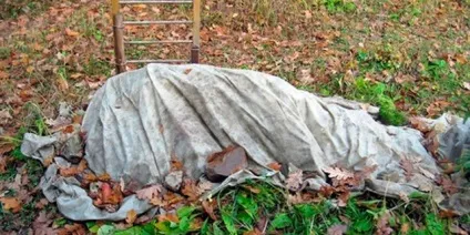 Гладіолуси зберігання цибулин на зиму (зберігання) Гладіолуси зберігання цибулин на зиму