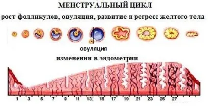 Гіперплазія ендометрію це рак чи ні (день циклу фаза пізньої) Гіперплазія ендометрію це рак чи ні
