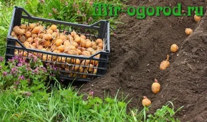 Голландський метод вирощування картоплі (вирощування) Голландський метод вирощування картоплі