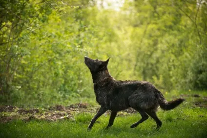 Голландська вівчарка фото голландської вівчарки (вівчарки) Голландська вівчарка фото голландської вівчарки