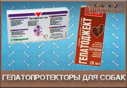 Гепатопротектори для собак, список, кращі, при пироплазмозе (кращі) Гепатопротектори для собак, список, кращі, при пироплазмозе
