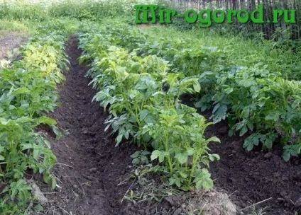Голландський метод вирощування картоплі (вирощування) Голландський метод вирощування картоплі