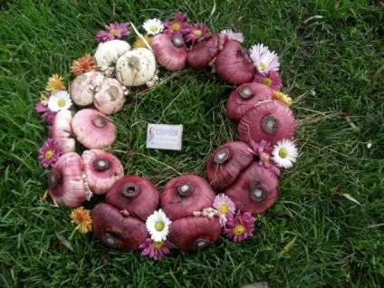 Гладіолуси зберігання цибулин на зиму (зберігання) Гладіолуси зберігання цибулин на зиму
