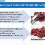 Грижа у кішок на животі лікування після стерилізації, симптоми, фото, на боці і спині що робити і (грижа) Грижа у кішок на животі лікування після стерилізації, симптоми, фото, на боці і спині що робити і