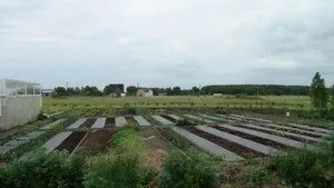 Грядки на цілині