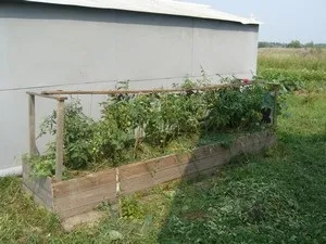 Грядки на цілині