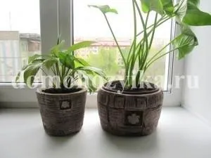 Горщики з гіпсу-спосіб виготовлення з фото (горщики) Горщики з гіпсу-спосіб виготовлення з фото