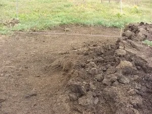 Грядки на цілині