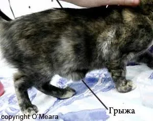 Грижа після стерилізації кішки (черевної порожнини кішки) Грижа після стерилізації кішки