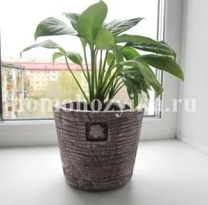 Горщики з гіпсу-спосіб виготовлення з фото (горщики з гіпсу своїми руками) Горщики з гіпсу-спосіб виготовлення з фото