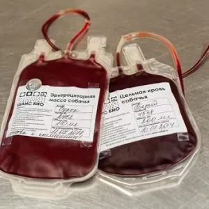 Групи крові у собак скільки, чи є, яка, визначити цілодобово, і кішок, функції, компоненти (собак) Групи крові у собак скільки, чи є, яка, визначити цілодобово, і кішок, функції, компоненти