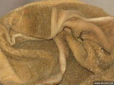 яловичий рубець