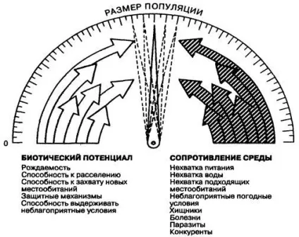 Гомеостаз популяції - студопедія