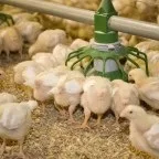 Інструкція по застосуванню добавки для курей несучок Рябушка, відгуки птахівників (несучок) Інструкція по застосуванню добавки для курей несучок Рябушка, відгуки птахівників