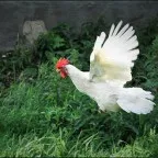 Інструкція по застосуванню добавки для курей несучок Рябушка, відгуки птахівників (сприяє правильному розвитку) Інструкція по застосуванню добавки для курей несучок Рябушка, відгуки птахівників