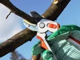 Інсектицид фуфанон - інструкція застосування препарату, сумісність (застосування) Інсектицид фуфанон - інструкція застосування препарату, сумісність