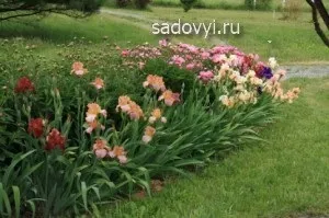 Іриси в саду