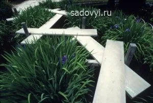 Іриси в саду