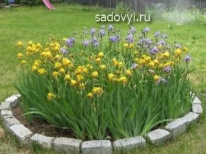 Іриси в саду