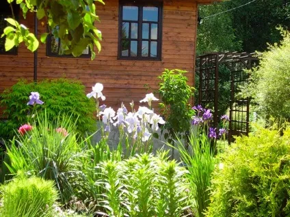 Іриси в ландшафтному дизайні саду з якими квітами краще поєднується, фото, приклади клумб - eтепліца (саду) Іриси в ландшафтному дизайні саду з якими квітами краще поєднується, фото, приклади клумб - eтепліца