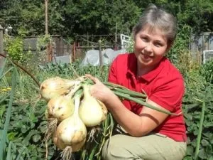 Як домогтися гарного врожаю цибулі! (Селітрою ложки води) Як домогтися гарного врожаю цибулі!
