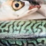 Як готувати рибу на грилі