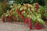 Які народні засоби можна використовувати для лікування венозної недостатності (кошти) Які народні засоби можна використовувати для лікування венозної недостатності