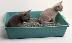 Яким кормом коміть кішку