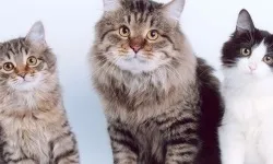 Яким кормом коміть кішку