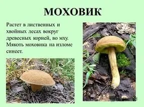 Які гриби синіють на зрізі це отруйні гриби чи ні, expo73 (синіють) Які гриби синіють на зрізі це отруйні гриби чи ні, expo73