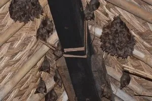 Як позбутися від кажанів під дахом будинку на горищі (мишей) Як позбутися від кажанів під дахом будинку на горищі