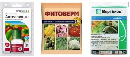 Як позбутися від борошнистого червця на орхідеї - поради і рекомендації (позбутися) Як позбутися від борошнистого червця на орхідеї - поради і рекомендації