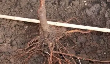 Які дерева садять восени
