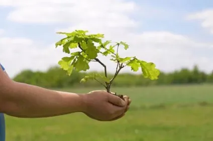 Які дерева садять восени які плодові дерева садять восени (плодові) Які дерева садять восени які плодові дерева садять восени