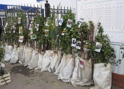 Які дерева садять восени, квітникар-консалтинг (які) Які дерева садять восени, квітникар-консалтинг
