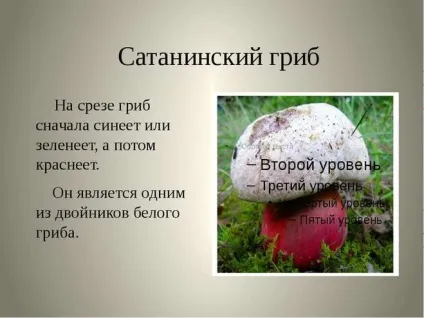 Які гриби синіють на зрізі це отруйні гриби чи ні, expo73 (зрізі) Які гриби синіють на зрізі це отруйні гриби чи ні, expo73