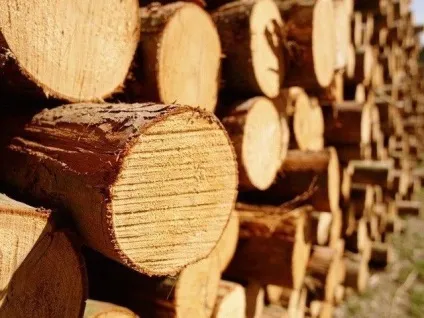 Які дрова краще для лазні - важливо знати!