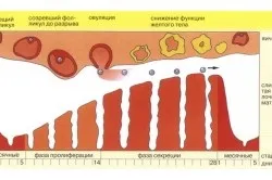 Як можна визначити, коли почнуться місячні (місячні) Як можна визначити, коли почнуться місячні
