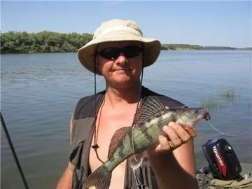 Як ловити берша влітку і взимку - інші риби (ловля берша) Як ловити берша влітку і взимку - інші риби