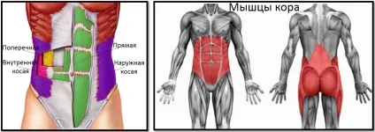 Як накачати прес повне качательное керівництво (білої лінії живота) Як накачати прес повне качательное керівництво
