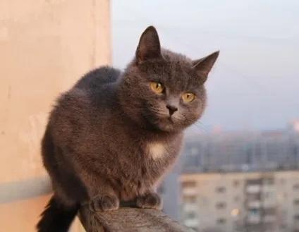 Як линяють їжаки